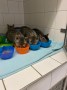 Kitten (2)